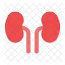 Kidney  Icon