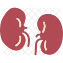 Kidney Organ Medical Icon