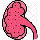 Kidney Renal Anatomy Icon