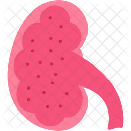 Kidney  Icon