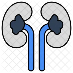 Kidney  Icon