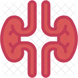 Kidney  Icon