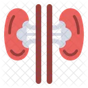 Kidney Organ Medical Icon