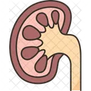 Kidney Normal Urinary Icon