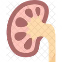 Kidney Normal Urinary Icon