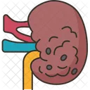 Kidney Cancer Renal Icon