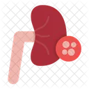 Kidney Medical Organ Icon