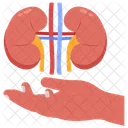 Kidney donation  Icon