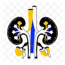 Kidney Filter Renal Organ Icon