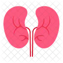 Kidney Anatomy Human Icon