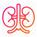 Kidney Kidneys Organ Icon