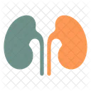 Kidney  Icon