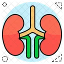 Kidney Nephron Human Organ Icon