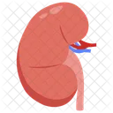 Kidney Nephrons Renal System Icon