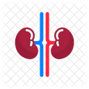 Kidney Organ Human Kidney Icon