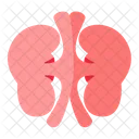 Kidney Organ Human Icon