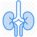 Kidney  Icon