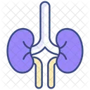 Kidney Icon