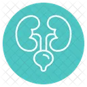 Kidney Organ Medical Icon