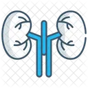 Kidney Icon