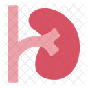Kidney  Icon