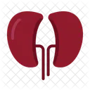 Kidney Icon