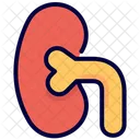 Kidney Medical Organs Icon