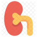 Kidney Medical Organs Icon