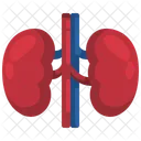 Kidney Organ Body Part Icône