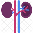 Kidney  Icon