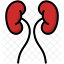 Kidney Anatomy Organ Icône