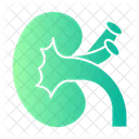 Kidney  アイコン