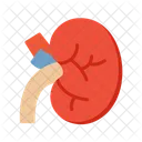 Kidney Organ Medical アイコン