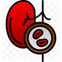 Kidney  Icon
