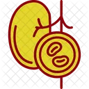 Kidney  Icon