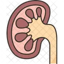 Kidney Normal Urinary アイコン