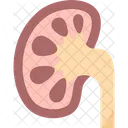 Kidney Normal Urinary アイコン