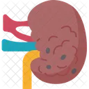 Kidney  Icon