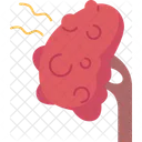 Kidney  アイコン