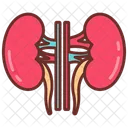 Kidney Nephron Renal アイコン