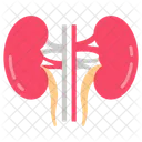 Kidney Nephron Renal アイコン