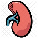 Kidney Organ Anatomy アイコン