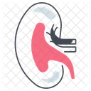 Kidney  アイコン