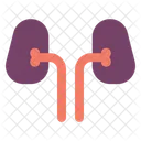 Kidney Organ  Icon