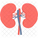Kidneys  Icon
