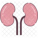 Kidneys Organ Human Organs Icon