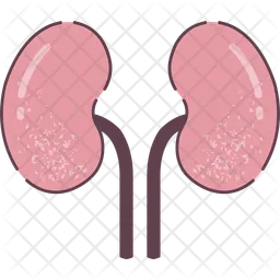 Kidneys  Icon