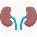 Kidneys Organ Health Icon