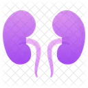 Kidneys Organ Anatomy Icon