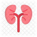 - kidneys  Icon